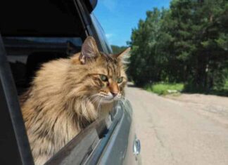 Can Cats Die From Motion Sickness? Understanding the Risks and Solutions Motion Sickness in Cats