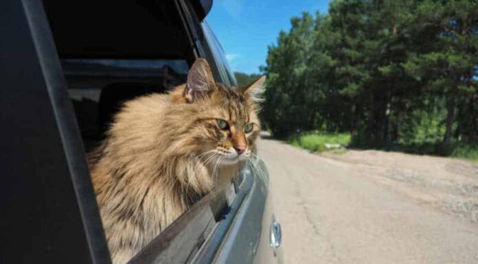 Can Cats Die From Motion Sickness? Understanding the Risks and Solutions Motion Sickness in Cats