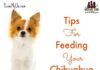 How Much Should a Chihuahua Eat: A Complete Feeding Guide for Your Tiny Friend How much do you feed your Chi? : r/Chihuahua