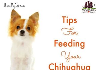 How Much Should a Chihuahua Eat: A Complete Feeding Guide for Your Tiny Friend How much do you feed your Chi? : r/Chihuahua