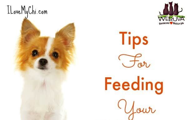 How Much Should a Chihuahua Eat: A Complete Feeding Guide for Your Tiny Friend How much do you feed your Chi? : r/Chihuahua