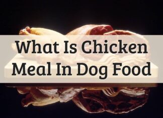 Is Chicken Meal Bad in Dog Food? The Truth About This Controversial Ingredient What is Chicken Meal in Dog Food? Should I Care?