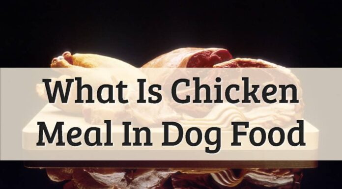 Is Chicken Meal Bad in Dog Food? The Truth About This Controversial Ingredient What is Chicken Meal in Dog Food? Should I Care?