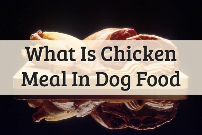 What is Chicken Meal in Dog Food? Should I Care?