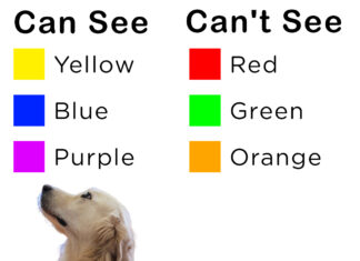 The Easiest Colors for Dogs to See: Understanding Your Furry Friend’s Vision what color is easiest for my dog to see? : r/Pets