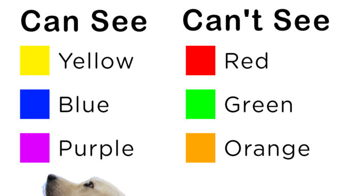 The Easiest Colors for Dogs to See: Understanding Your Furry Friend’s Vision what color is easiest for my dog to see? : r/Pets