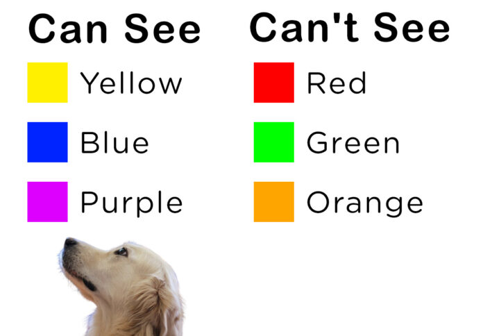 what color is easiest for my dog to see? : r/Pets