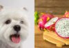 Can My Dog Eat Dragon Fruit? A Complete Guide to This Exotic Treat Can Dogs Eat Dragon Fruit? 4 Benefits of Dragon Fruit for Dogs