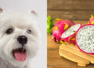 Can My Dog Eat Dragon Fruit? A Complete Guide to This Exotic Treat Can Dogs Eat Dragon Fruit? 4 Benefits of Dragon Fruit for Dogs