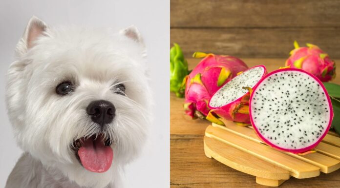 Can My Dog Eat Dragon Fruit? A Complete Guide to This Exotic Treat Can Dogs Eat Dragon Fruit? 4 Benefits of Dragon Fruit for Dogs