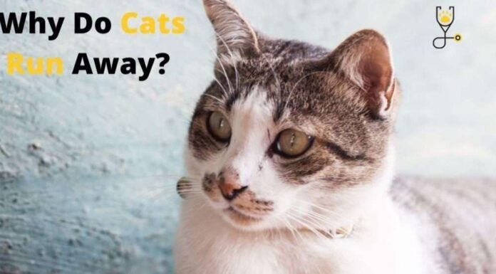 Why Does My Cat Run Back and Forth? Understanding Your Feline’s Zoomies My cat keeps running into my bedroom and bathroom back and forth