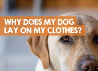 Why Does My Dog Roll on My Clothes? Understanding This Quirky Behavior Why does my dog deliberately take my dirty clothes out of the laundry basket and roll in them?
