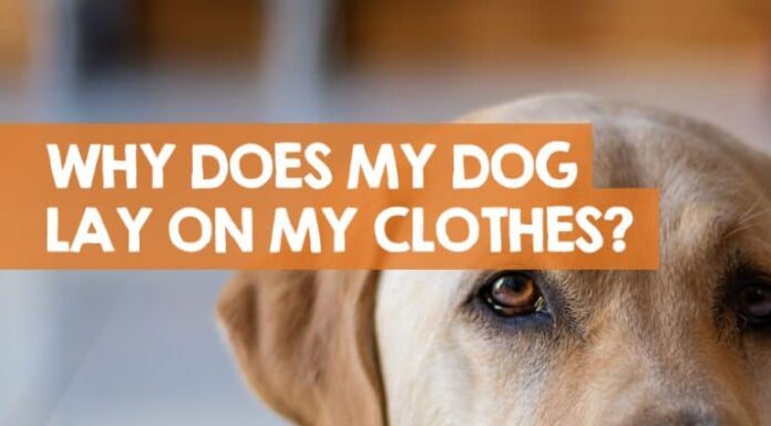 Why Does My Dog Roll on My Clothes? Understanding This Quirky Behavior Why does my dog deliberately take my dirty clothes out of the laundry basket and roll in them?