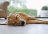 Why Is My Dog Suddenly Laying on the Floor? 7 Surprising Reasons You Need to Know Why Is My Dog Suddenly Sleeping On The Floor