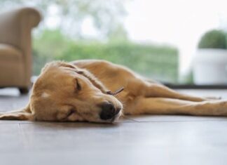 Why Is My Dog Suddenly Laying on the Floor? 7 Surprising Reasons You Need to Know Why Is My Dog Suddenly Sleeping On The Floor
