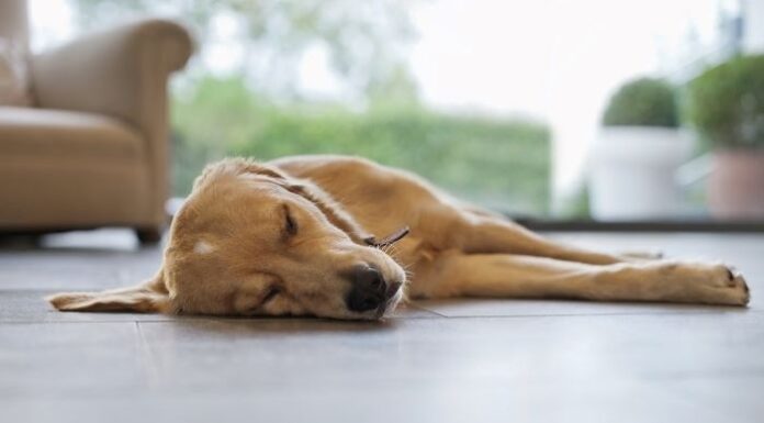 Why Is My Dog Suddenly Laying on the Floor? 7 Surprising Reasons You Need to Know Why Is My Dog Suddenly Sleeping On The Floor