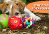 Why Are There Squeakers in Dog Toys? The Fascinating Truth Behind Your Pup’s Favorite Sound 3 reasons why your dog loves squeaky toys