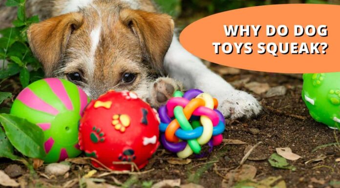 Why Are There Squeakers in Dog Toys? The Fascinating Truth Behind Your Pup’s Favorite Sound 3 reasons why your dog loves squeaky toys