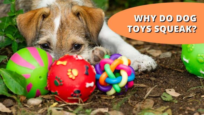 3 reasons why your dog loves squeaky toys