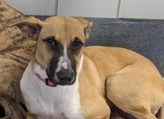 Will My Foster Dog Think I Abandoned Him? Understanding the Emotional Journey of Foster Pets Worried Foster Dog will Think I Abandoned Him : r/fosterdogs