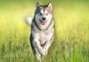 Understanding Working Dog Characteristics: A Complete Guide to These Remarkable Canines Working Dogs: Sizes