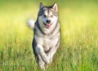 Understanding Working Dog Characteristics: A Complete Guide to These Remarkable Canines Working Dogs: Sizes