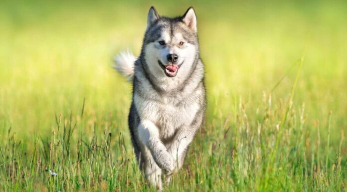 Understanding Working Dog Characteristics: A Complete Guide to These Remarkable Canines Working Dogs: Sizes