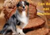 Is Meatloaf Bad for Dogs? Here’s What You Need to Know About This Comfort Food Can Dogs Eat Meatloaf? Expert Answers to Your Questions