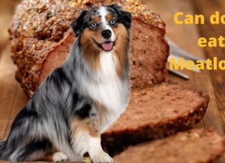 Is Meatloaf Bad for Dogs? Here’s What You Need to Know About This Comfort Food Can Dogs Eat Meatloaf? Expert Answers to Your Questions