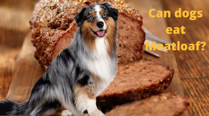 Is Meatloaf Bad for Dogs? Here’s What You Need to Know About This Comfort Food Can Dogs Eat Meatloaf? Expert Answers to Your Questions