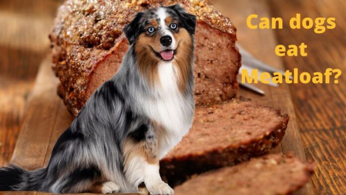 Can Dogs Eat Meatloaf? Expert Answers to Your Questions