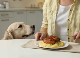 7 Adorable Yet Annoying Things Dogs Do When Begging for Food – Pet Parents Must Know! Family Feud® Live!