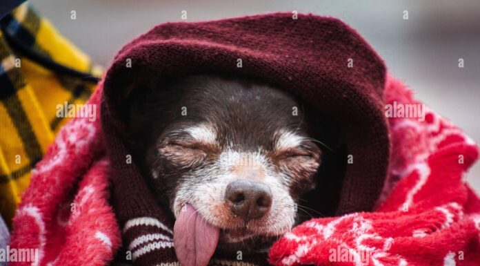 Why Is My Senior Dog Sleeping With Tongue Out? Understanding This Adorable But Concerning Behavior 5 Surprising Reasons Why Your Dog Sleeps with His Tongue Out