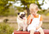Are Pugs Good with Children? A Complete Guide to These Lovable Family Dogs Are Pugs Good with Children?