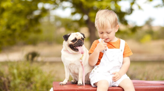 Are Pugs Good with Children? A Complete Guide to These Lovable Family Dogs Are Pugs Good with Children?