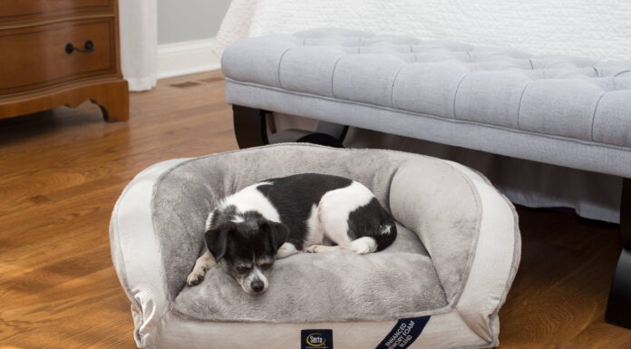 The Ultimate Guide to Finding Quality Dog Bed for Less: Smart Shopping Tips for Pet Parents Dogbed4lesswww.dogbed4less.com