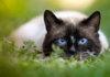 Why Are Outdoor Cats Bad for the Environment? Understanding the Hidden Impact Outdoor cats are an invasive species and a threat to themselves
