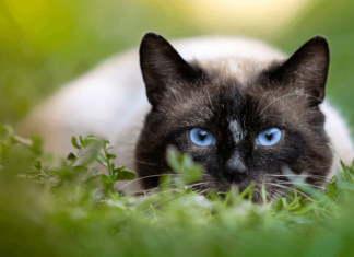 Why Are Outdoor Cats Bad for the Environment? Understanding the Hidden Impact Outdoor cats are an invasive species and a threat to themselves