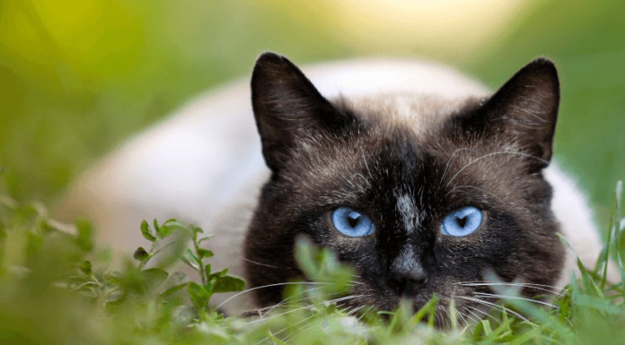 Why Are Outdoor Cats Bad for the Environment? Understanding the Hidden Impact Outdoor cats are an invasive species and a threat to themselves