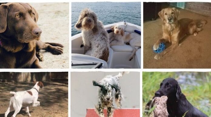 Ultimate Guide: Blog on Sporting Dogs – Your Complete Resource for Athletic Canines Sporting Dog Blogwww.eukanubasportingdog.com › blog