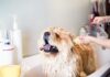 Can I Shower My Dog with Baby Shampoo? Here’s What You Need to Know Can I Use Baby Shampoo on My Dog? Expert Answers & Advice