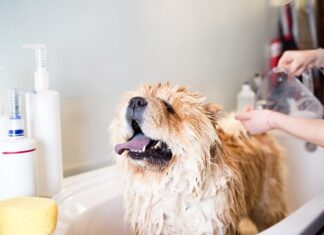 Can I Shower My Dog with Baby Shampoo? Here’s What You Need to Know Can I Use Baby Shampoo on My Dog? Expert Answers & Advice