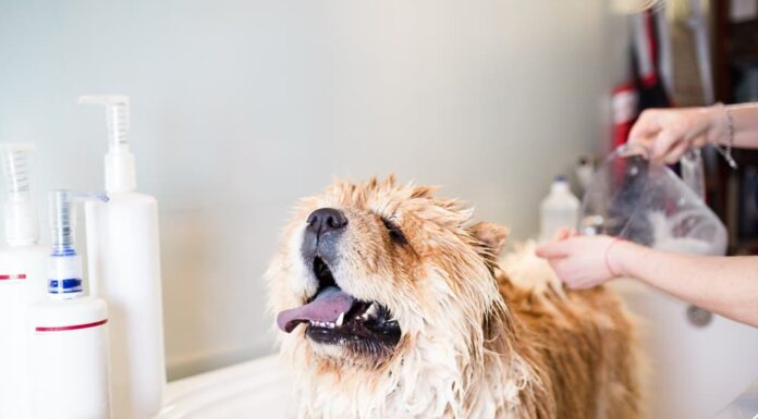 Can I Shower My Dog with Baby Shampoo? Here’s What You Need to Know Can I Use Baby Shampoo on My Dog? Expert Answers & Advice