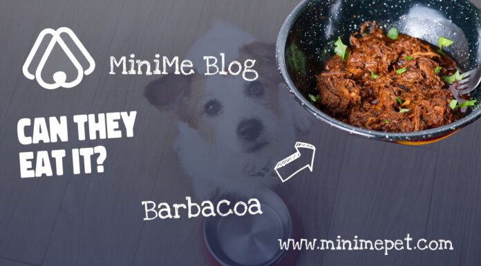 Can Dogs Eat Barbacoa? A Complete Guide to Sharing This Mexican Delicacy My dog ate Barbacoa meat on Sunday night and just now has signs of explosive diarrhea... could this be because of what