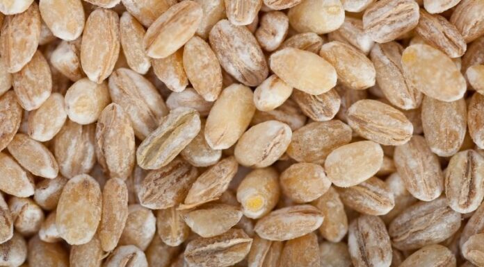 What Grains Are Best for Dogs? A Complete Guide to Healthy Grain Choices Unpacking the Controversy: Are Grains Bad for Dogs?