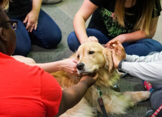 Can Dogs Die From Stress? Understanding the Silent Killer of Our Furry Friends The effects of fear and anxiety on health and lifespan in pet dogs
