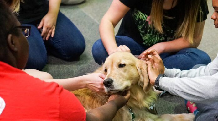 Can Dogs Die From Stress? Understanding the Silent Killer of Our Furry Friends The effects of fear and anxiety on health and lifespan in pet dogs