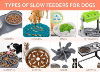 Why Use a Slow Feeder for Dogs: A Game-Changing Solution for Fast Eaters Slow