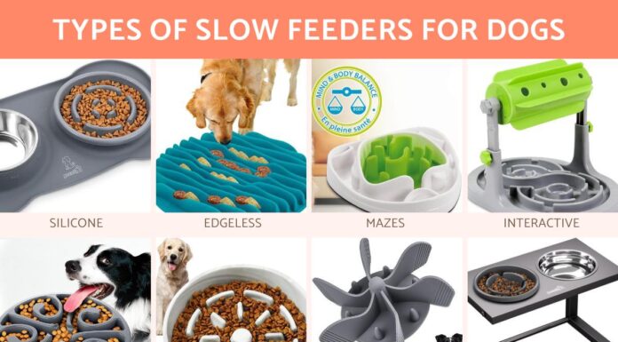 Why Use a Slow Feeder for Dogs: A Game-Changing Solution for Fast Eaters Slow