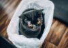 Why Does My Cat Pee on Plastic Bags? Understanding This Strange Behavior Why do my cats love to pee on plastic?